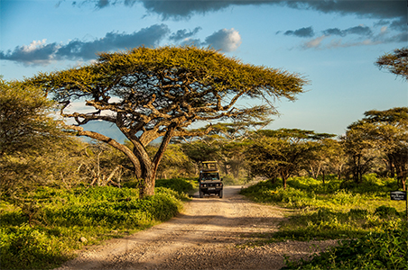 Bomen Serengeti