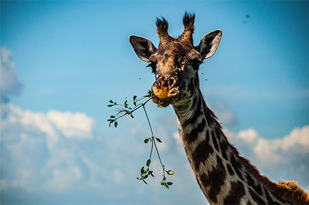 Giraffe met grasspriet in bek