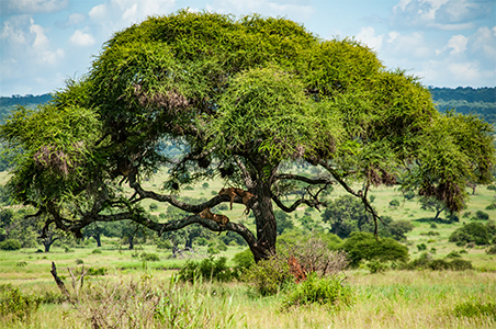 Leeuwen in de boom in Ndutu