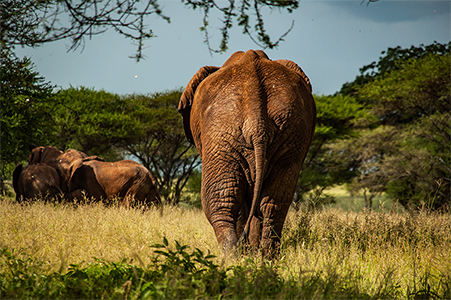 Olifant loopt achter kudde aan
