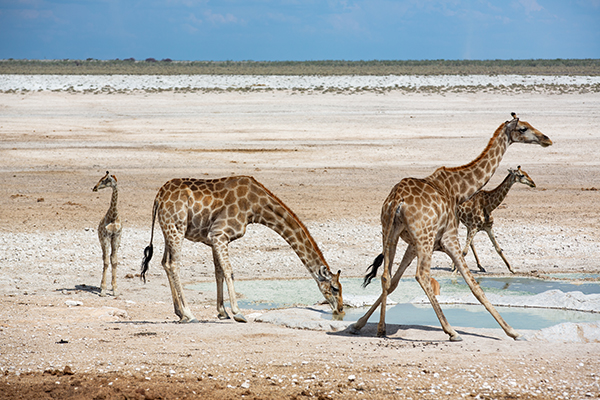 Giraffen in Etosha National Park