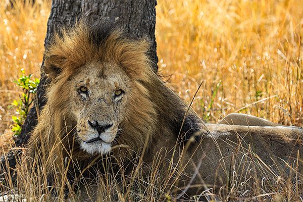 Tanzania 2027